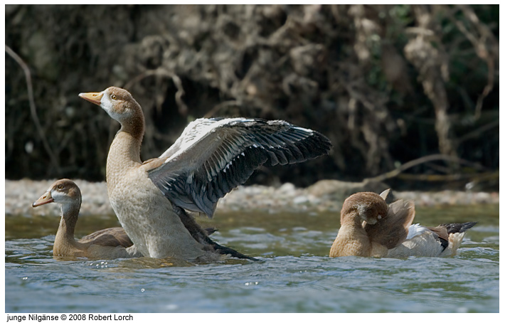 Nilgans Bld 55152