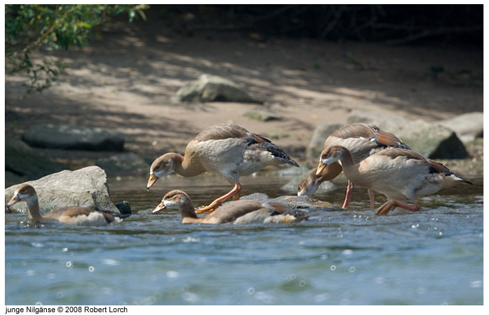 Nilgans Bld 55165