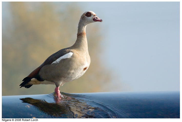 Nilgans Bild 56718