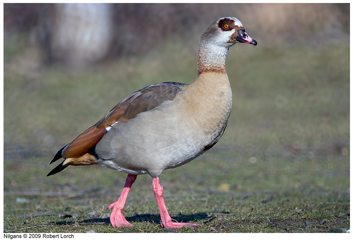 Nilgans Bild 59337