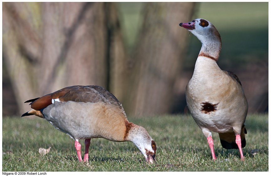 Nilgans Bild 59344