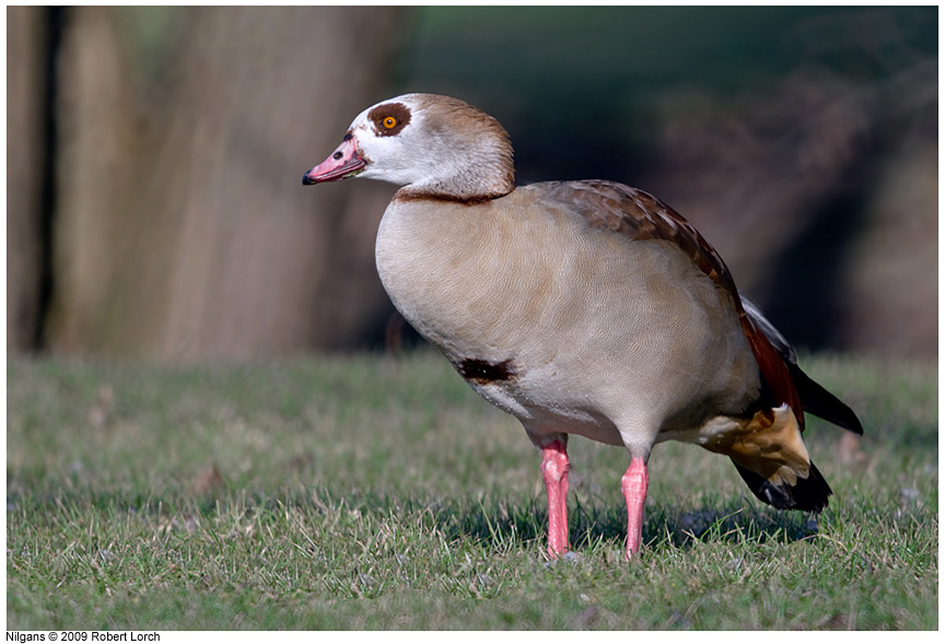 Nilgans Bild 59346