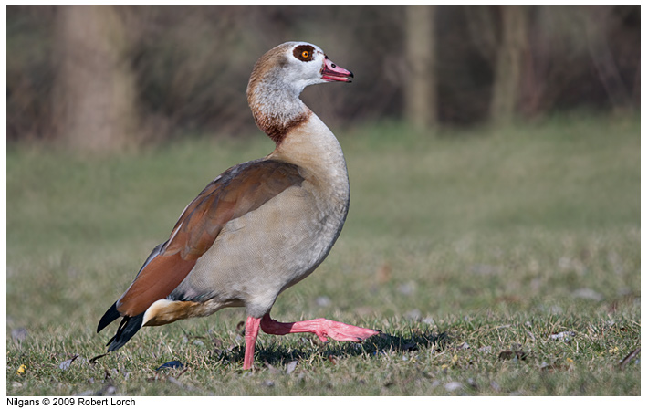 Nilgans Bild 59348