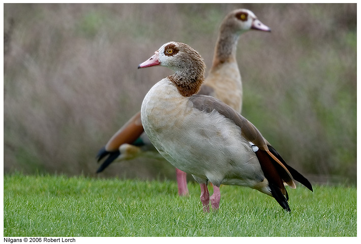 Nilgans Bld 8109