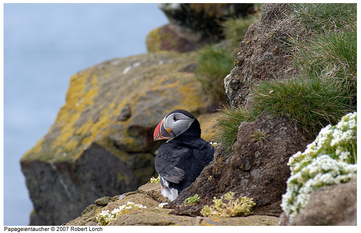 Papageientaucher Bild 30725
