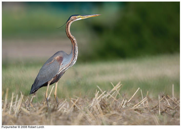 Purpurreiher Bild 55039