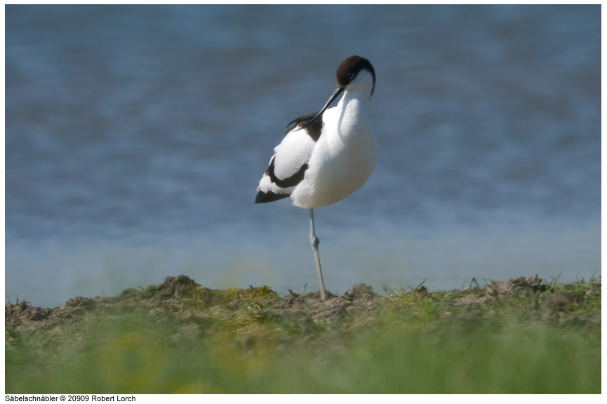 Saebelschnaebler Bild 62071