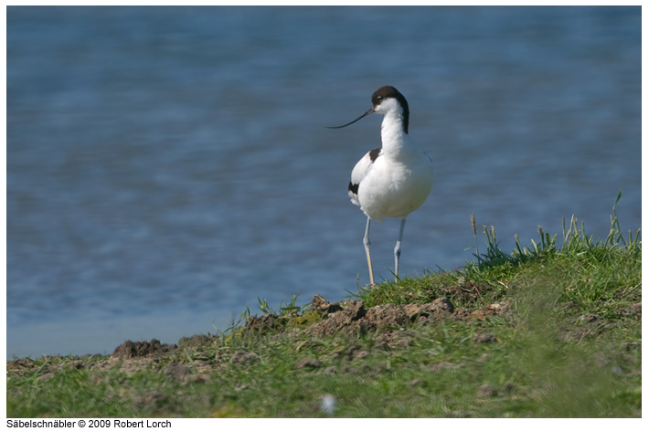 Saebelschnaebler Bild 62085