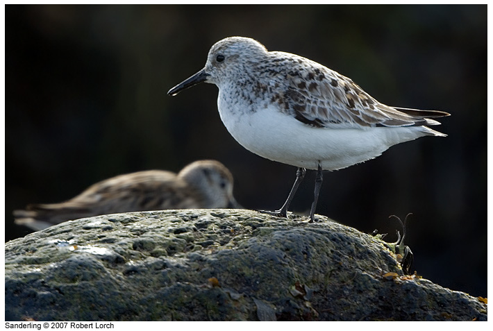 Sanderling Bild 31719