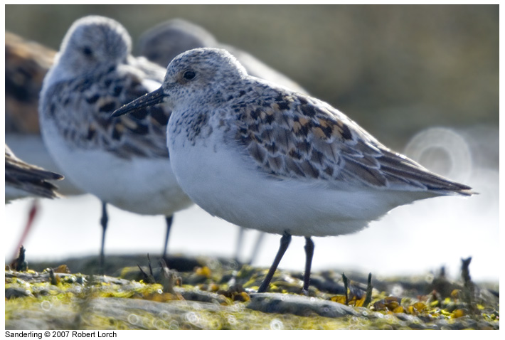 Sanderling Bild 31869