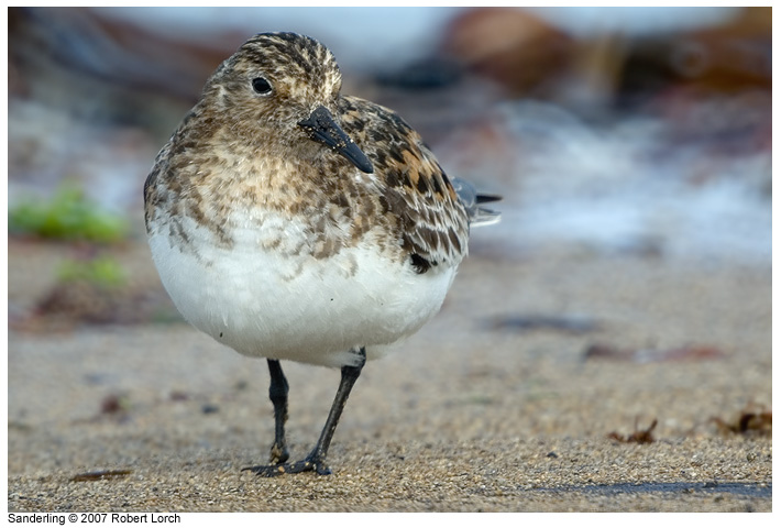 Sanderling Bild 31961