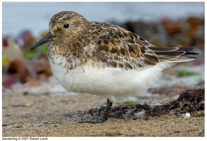 Sanderling Bild 31971
