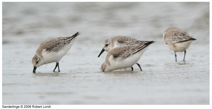 Sanderling Bild 52579