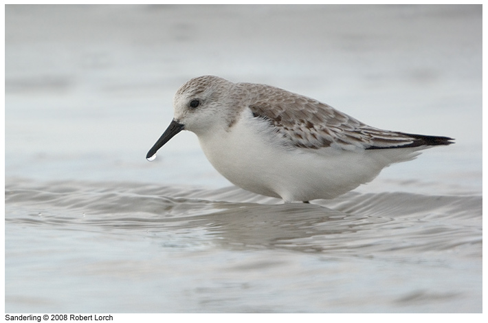Sanderling Bild 52609