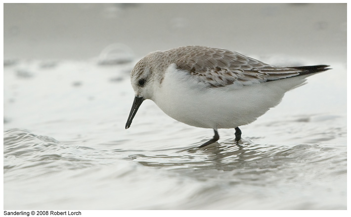 Sanderling Bild 52616