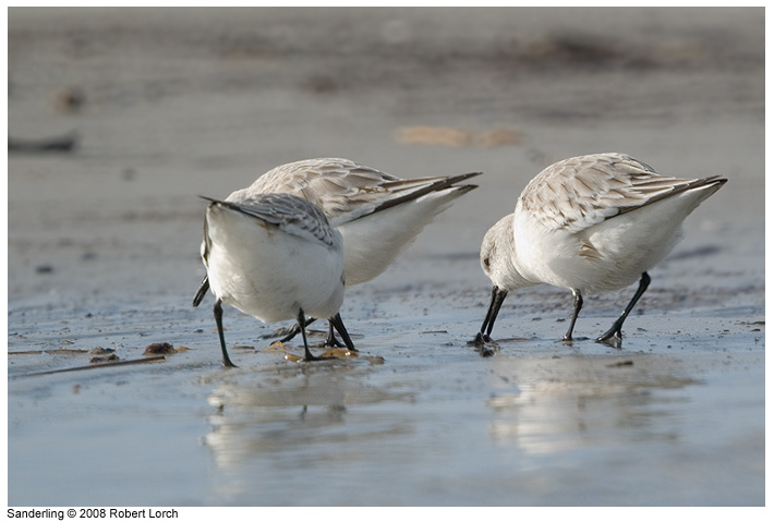 Sanderling Bild 52639