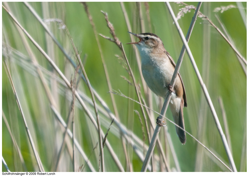 Schilfrohrsaenger Bild 60518