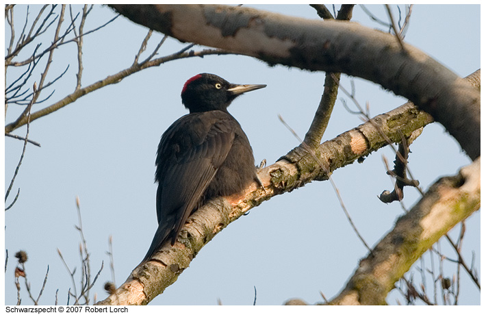 Bild Schwarzspecht 10223