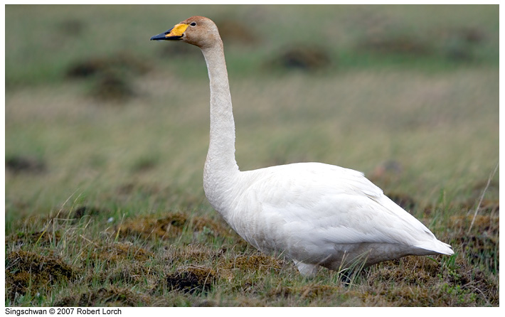 Singschwan Bild 31107