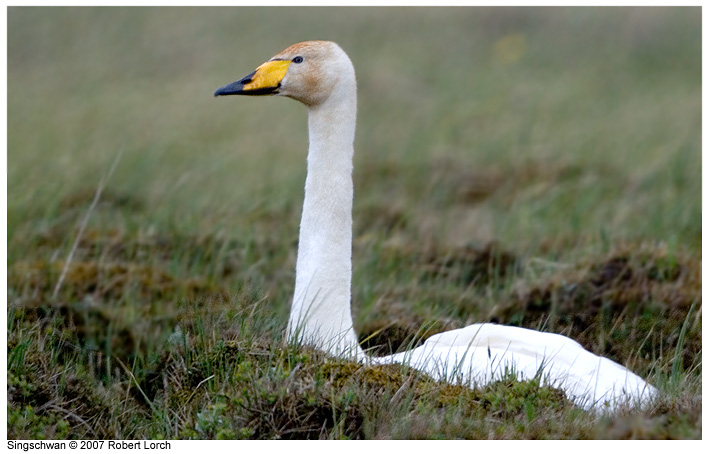 Singschwan Bild 31112
