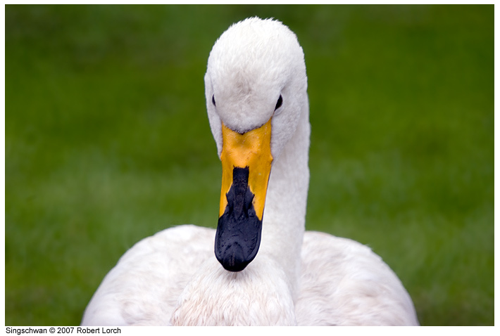 Singschwan Bild 32353