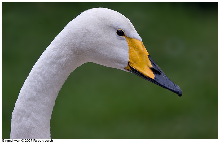 Singschwan Bild 32356