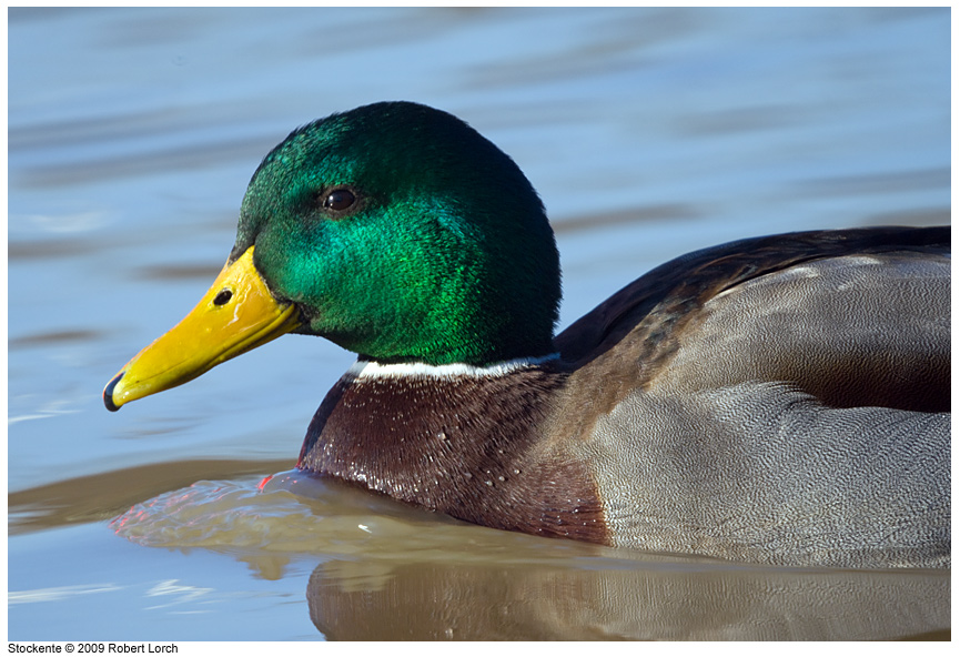 Stockente Bild 59228