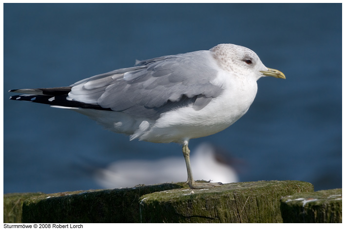 Sturmmoewe Bild 52426