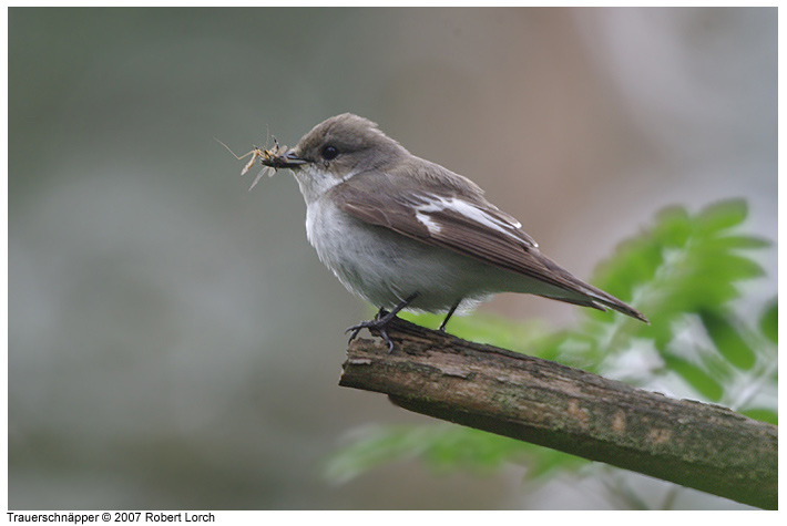 Trauerschnaepper Bild 12656