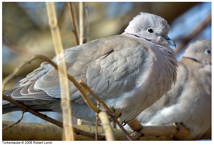 Tuerkentaube Bild 51588