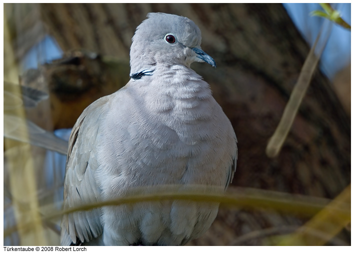 Tuerkentaube Bild 51617