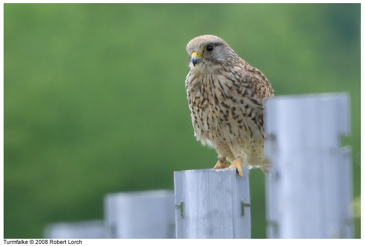 Turmfalke Bild 53555