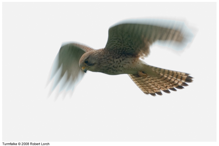Turmfalke Bild 53557
