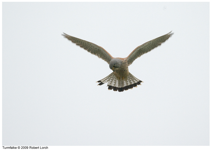 Turmfalke Bild 61243
