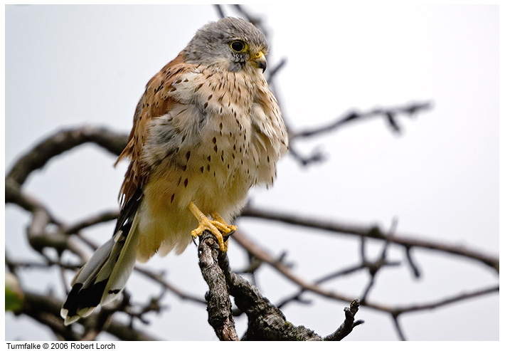 Turmfalke Bild 6209