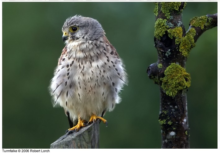 Turmfalke Bild 6374