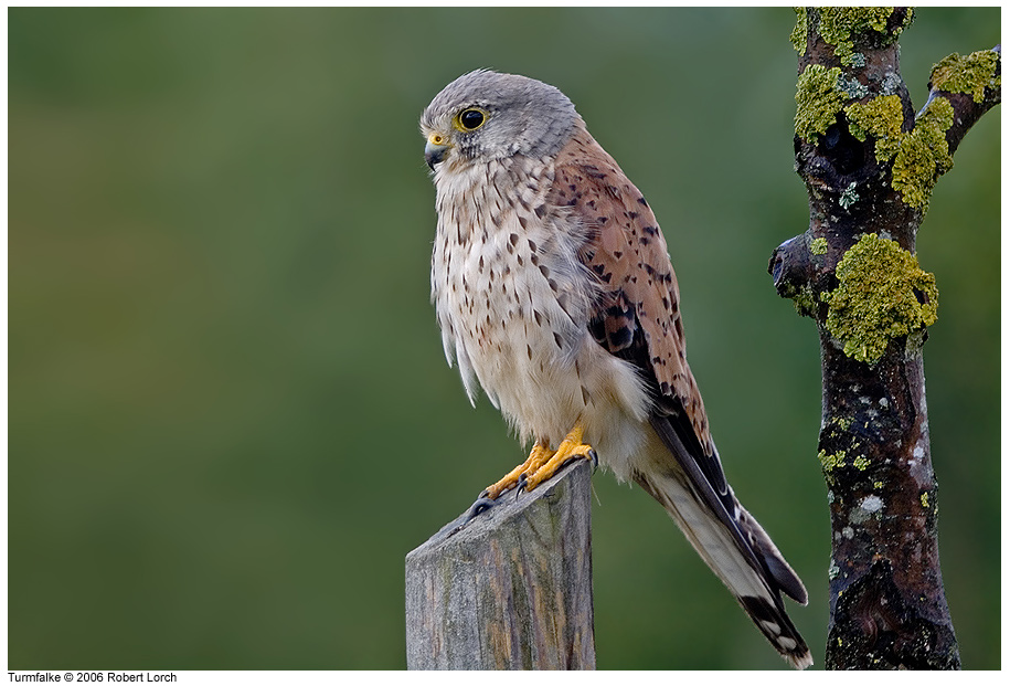 Turmfalke Bild 6386