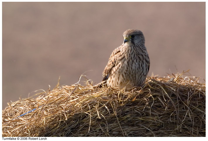 Turmfalke Bild 7387