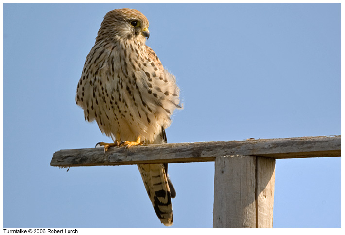 Turmfalke Bild 7396