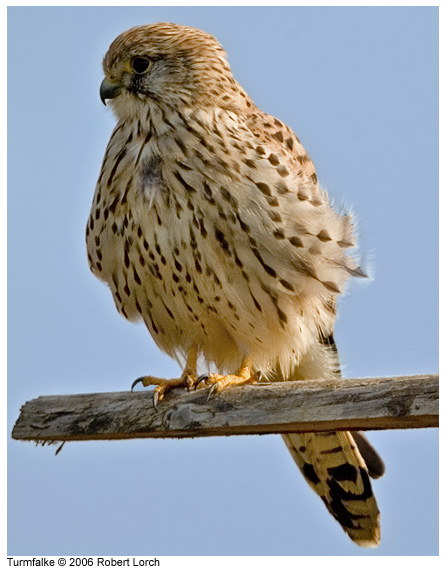 Turmfalke Bild 7400