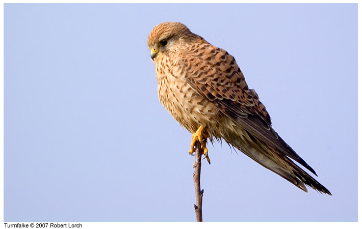 Turmfalke Bild 9154
