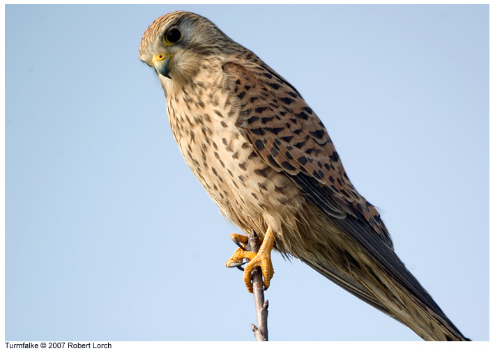 Turmfalke Bild 9162