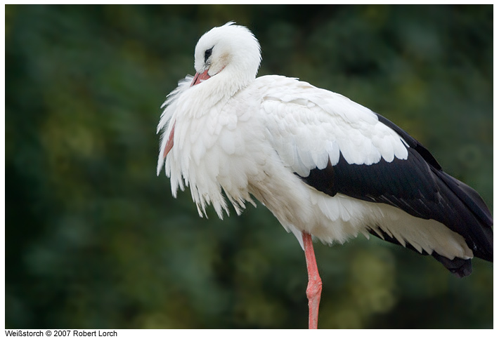 Wei�storch Bild 32321